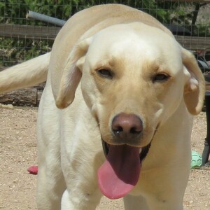 Fundraising Page: Lisa Derbort